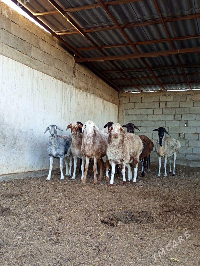 ARASSA KISAR GOÝUNLAR - Gökdepe - img 1