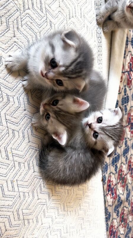 Шотладцы - Aşgabat - img 6