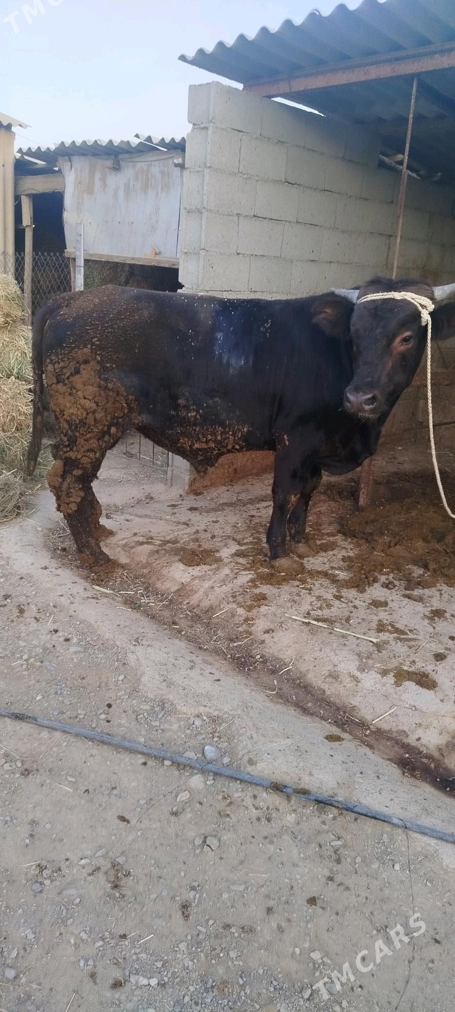 Okuz bakyly - Бахарден - img 4