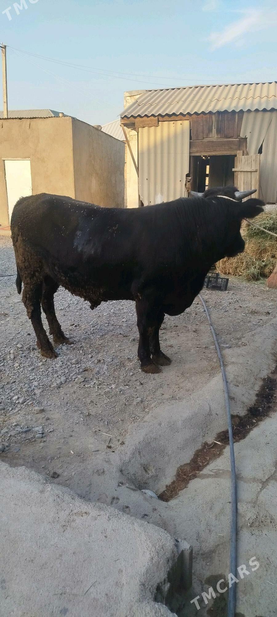 Okuz bakyly - Бахарден - img 2