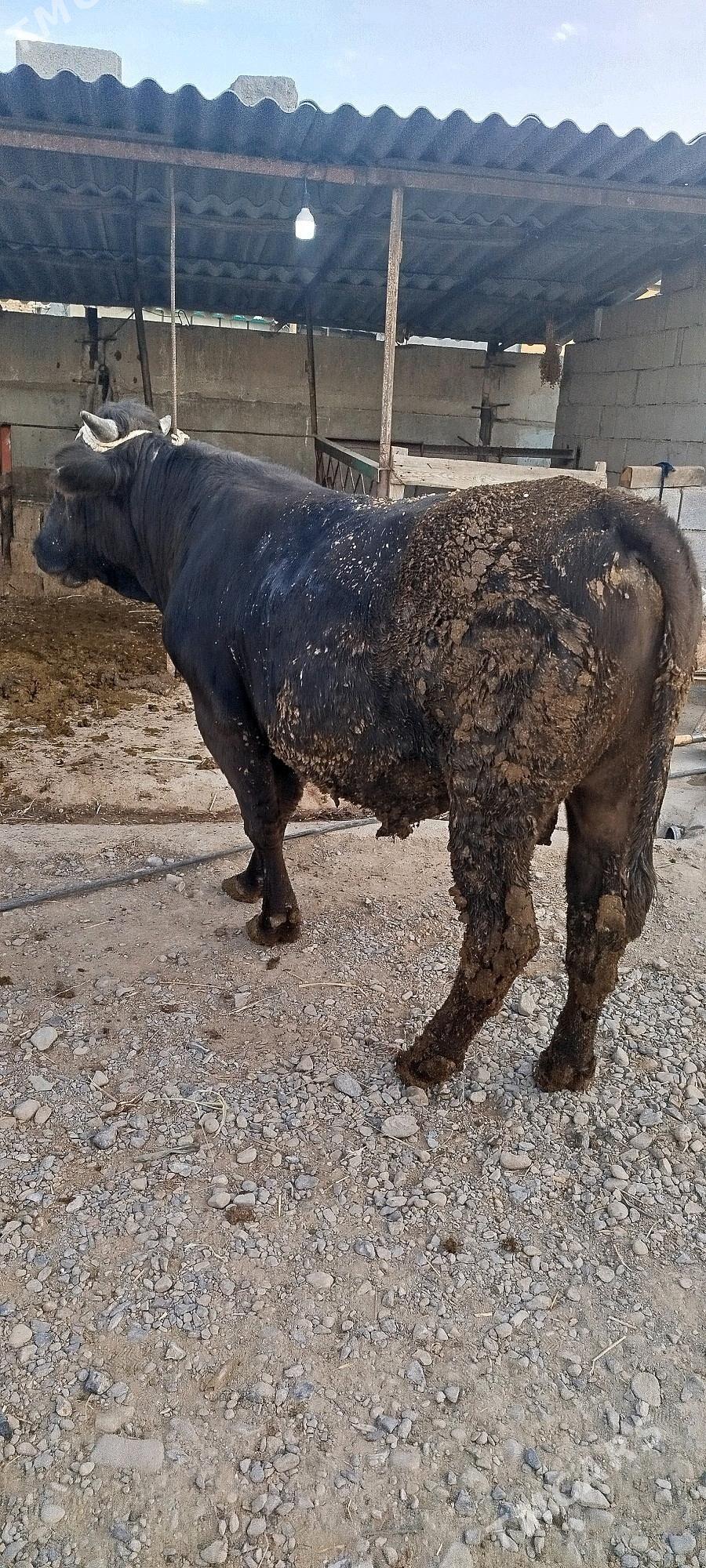 Okuz bakyly - Бахарден - img 3