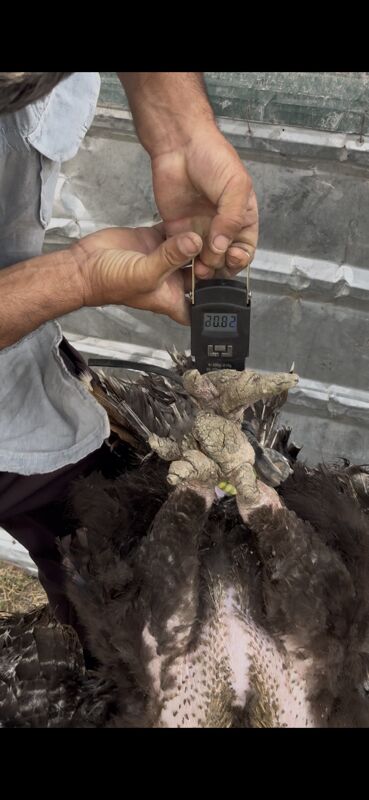 gigant induk - Türkmenabat - img 2