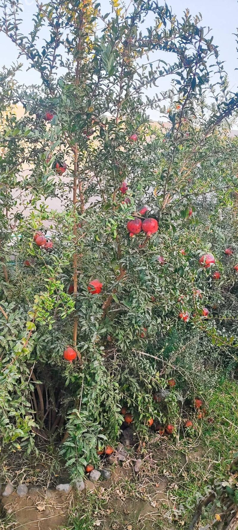 Дача !  Участок с домом. - Aşgabat - img 7