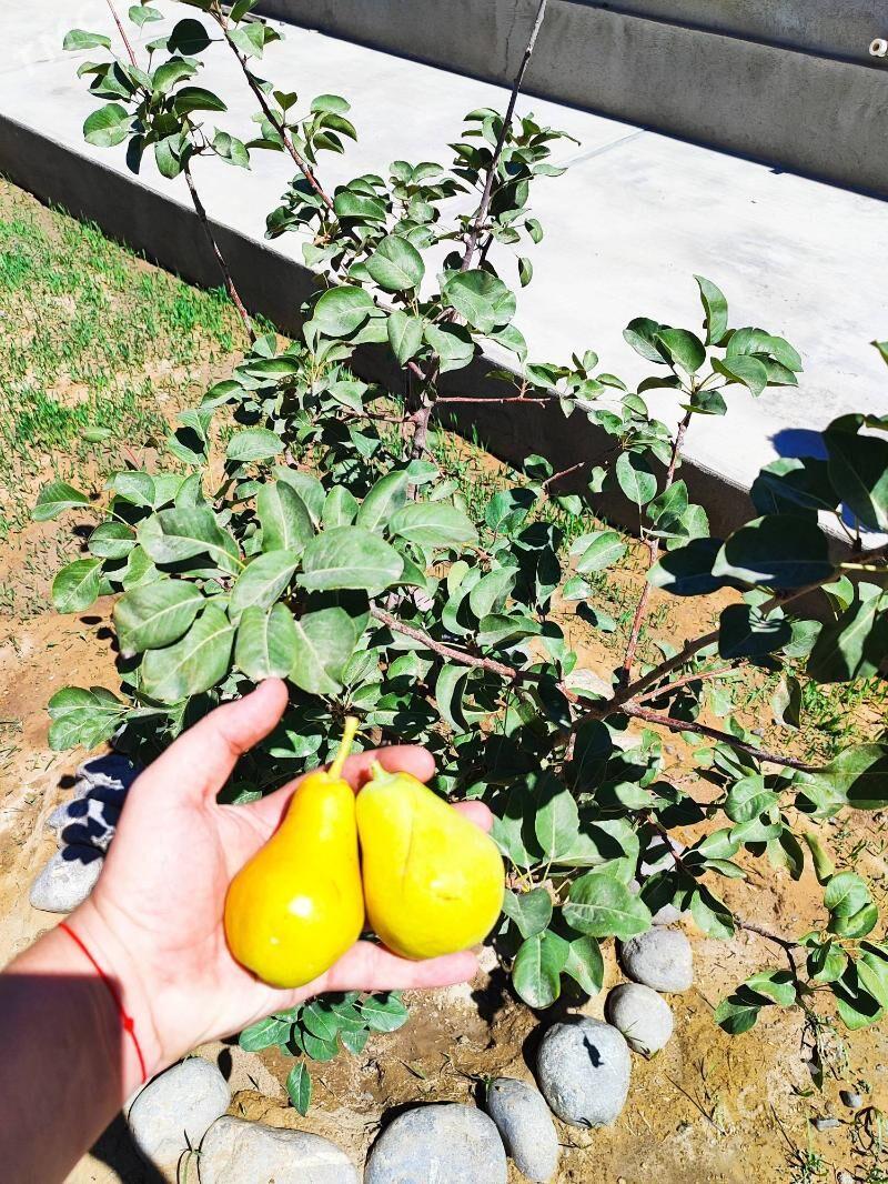 Дача !  Участок с домом. - Aşgabat - img 8