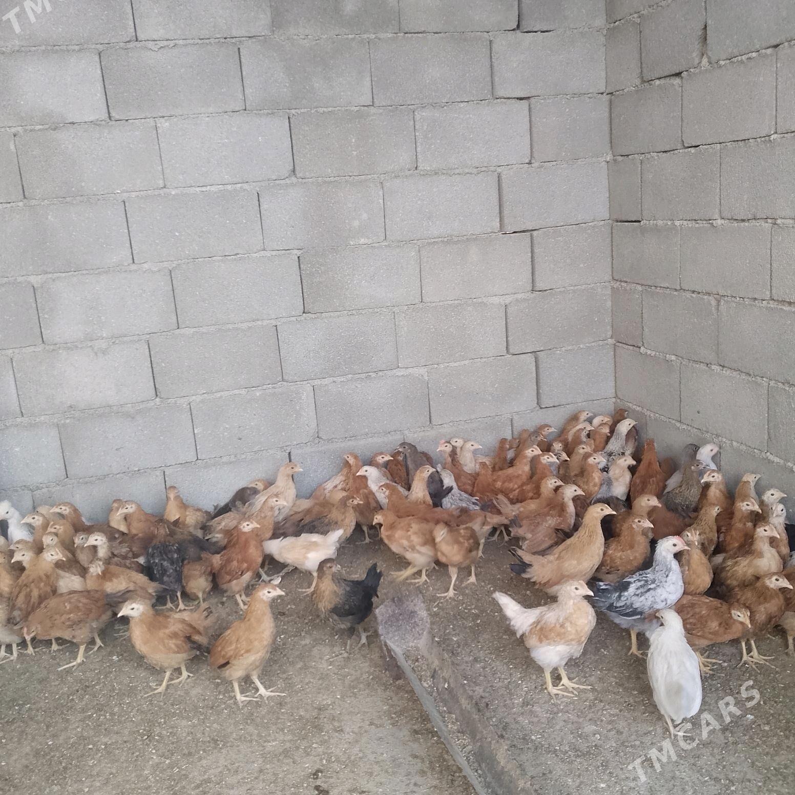 jüje jüýje - Гёкдепе - img 2