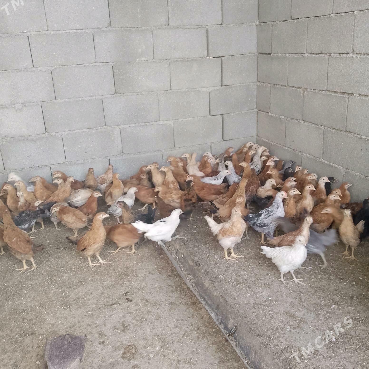 jüje jüýje - Гёкдепе - img 1