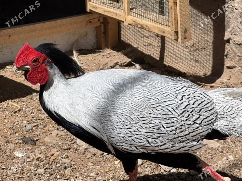 fazan - Türkmenabat - img 2