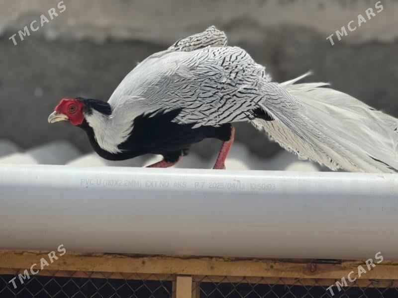 fazan - Türkmenabat - img 3