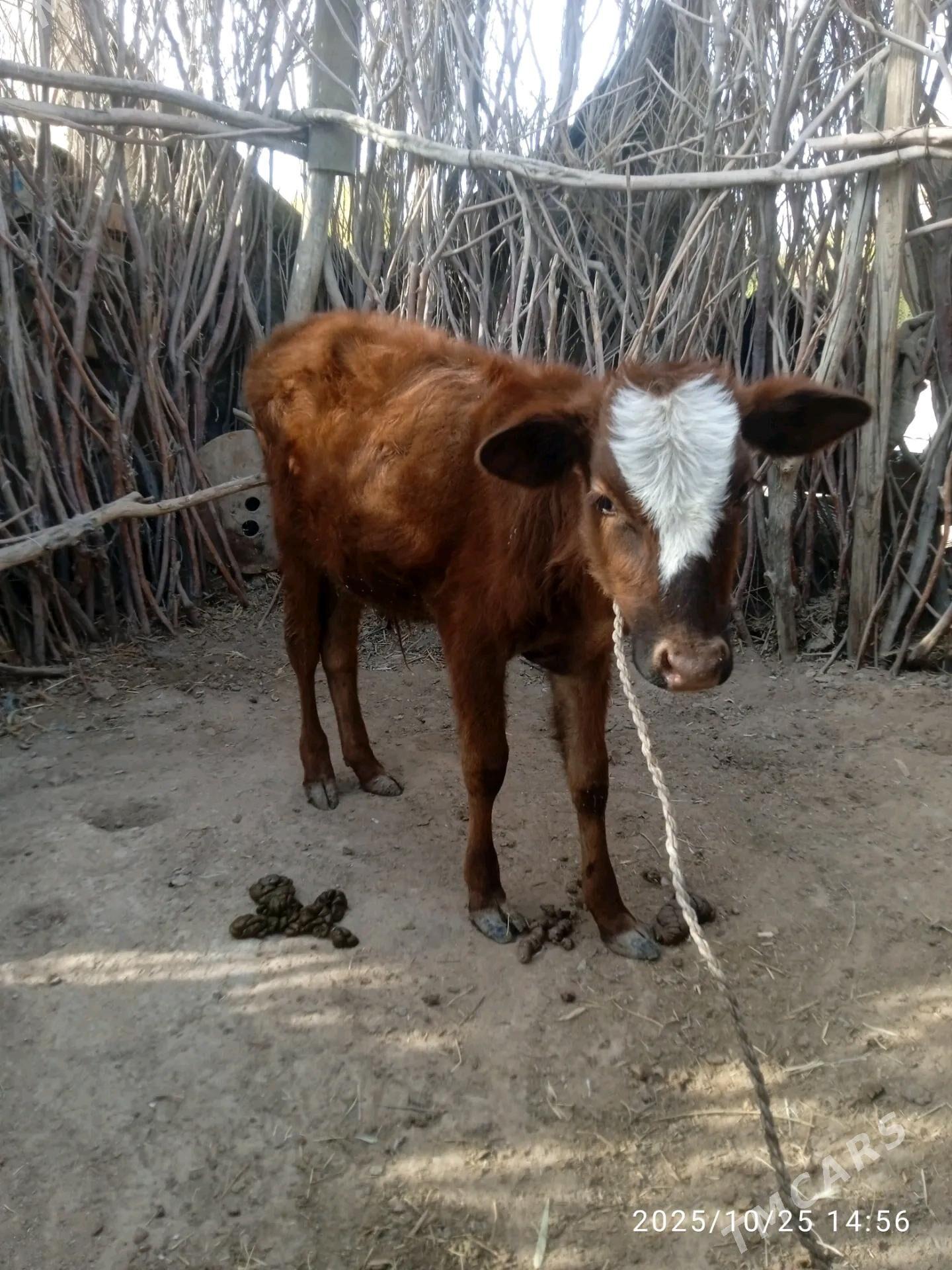 okiz - Бабадайхан - img 2