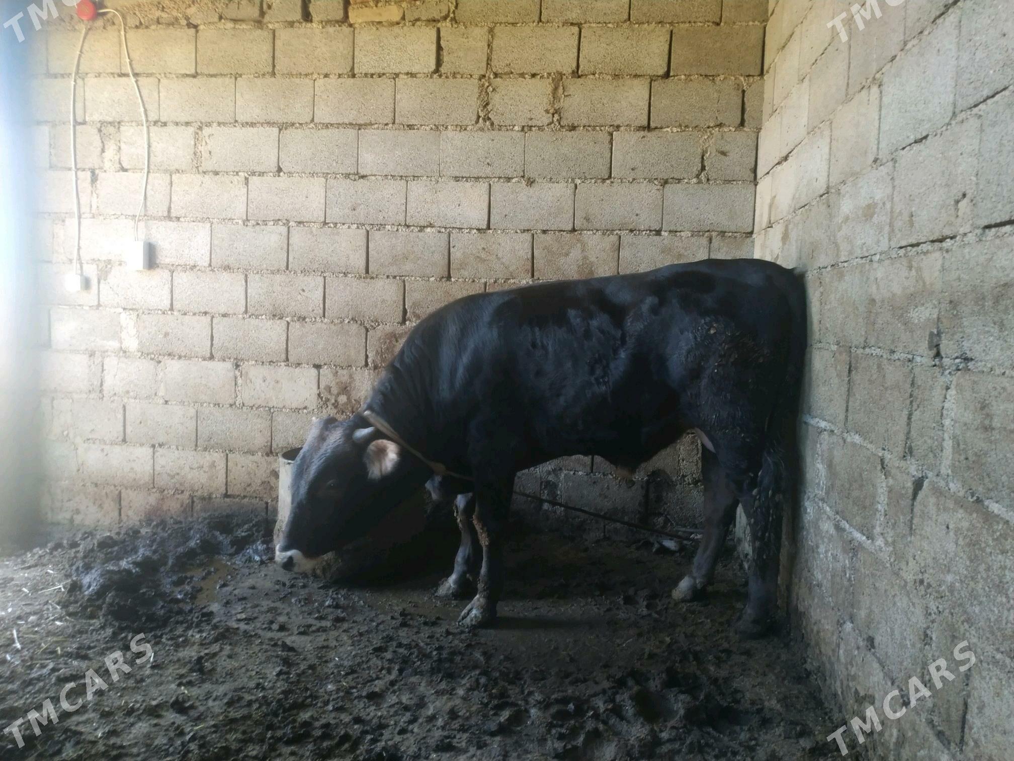 okuzler - Gyzylarbat - img 2