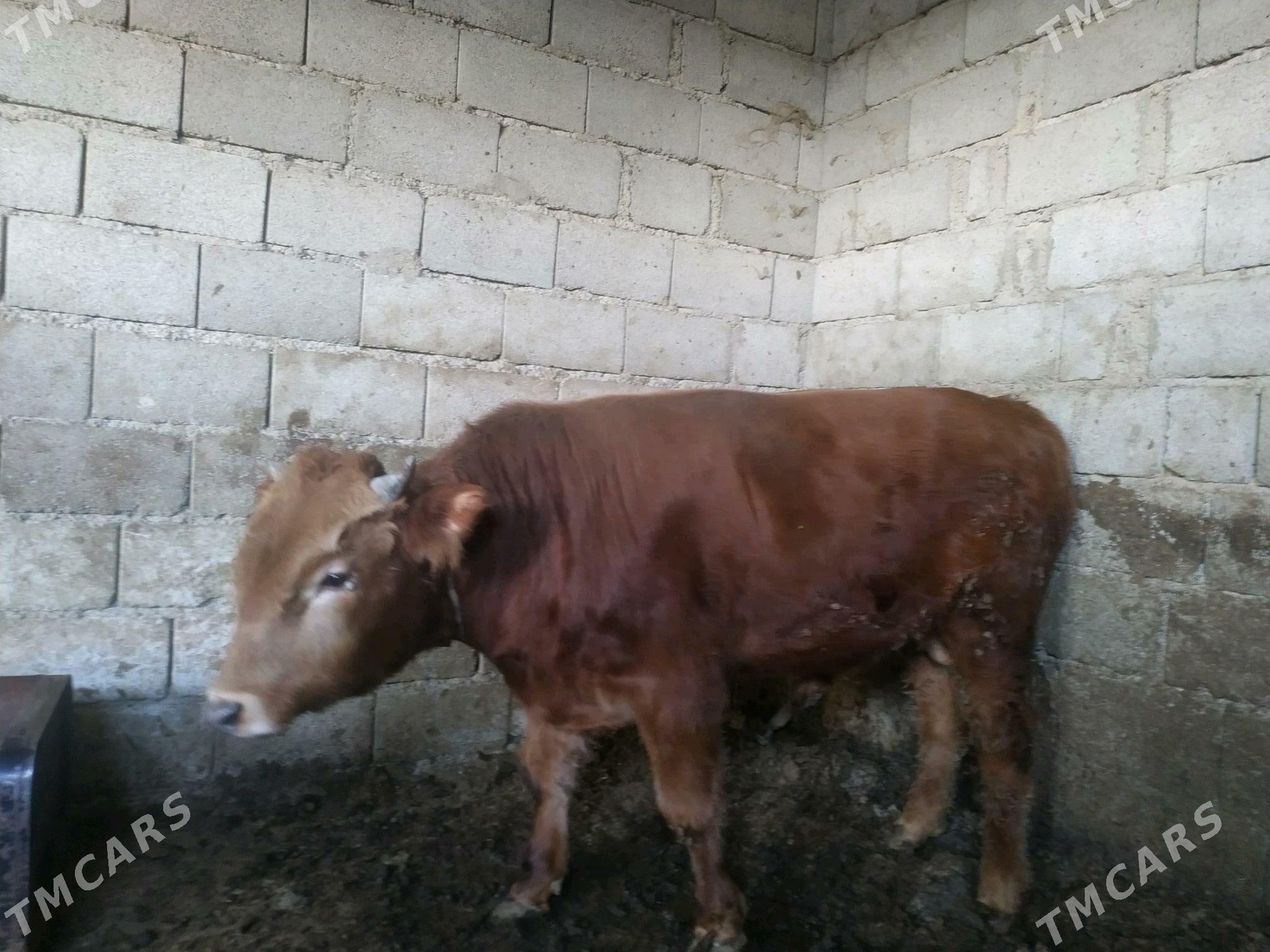 okuzler - Gyzylarbat - img 3