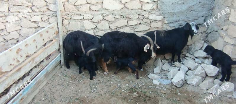 satlyk geçi - Туркменбаши - img 4