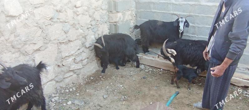 satlyk geçi - Туркменбаши - img 3