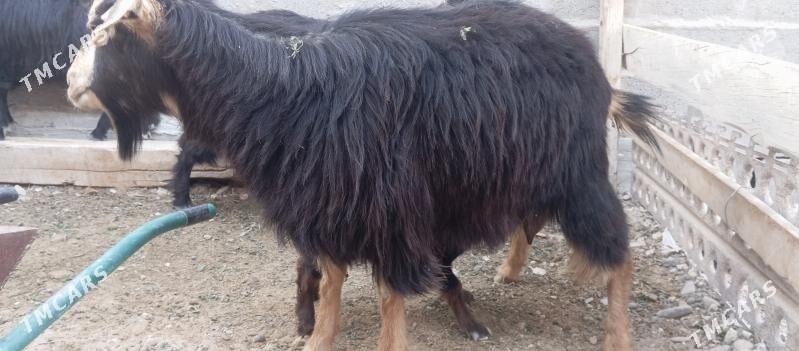 satlyk geçi - Туркменбаши - img 5