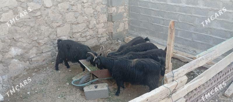 satlyk geçi - Туркменбаши - img 6