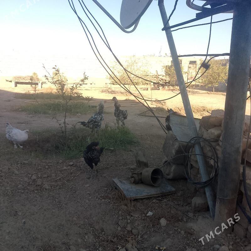 Horozlor - Büzmeýin - img 3