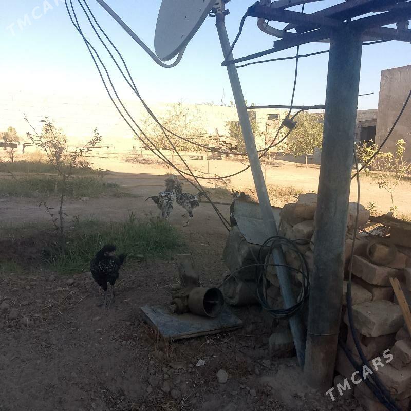 Horozlor - Büzmeýin - img 4