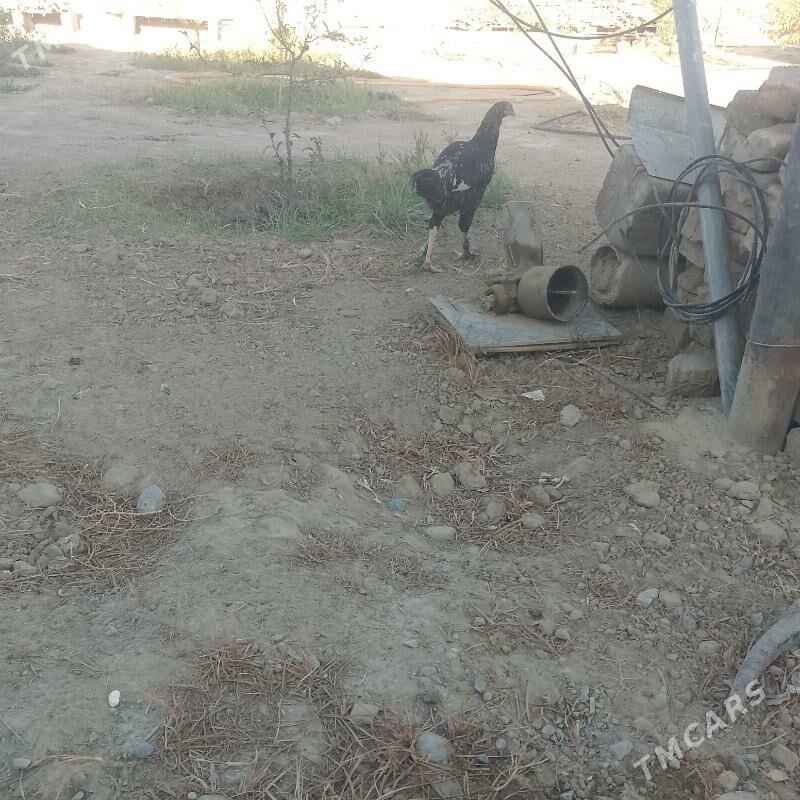 Horozlor - Büzmeýin - img 5