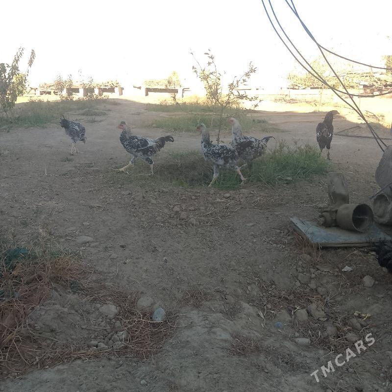 Horozlor - Büzmeýin - img 6