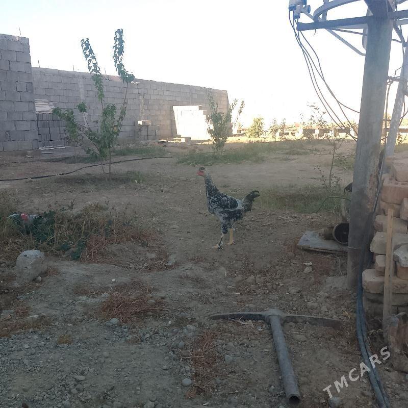 Horozlor - Büzmeýin - img 2