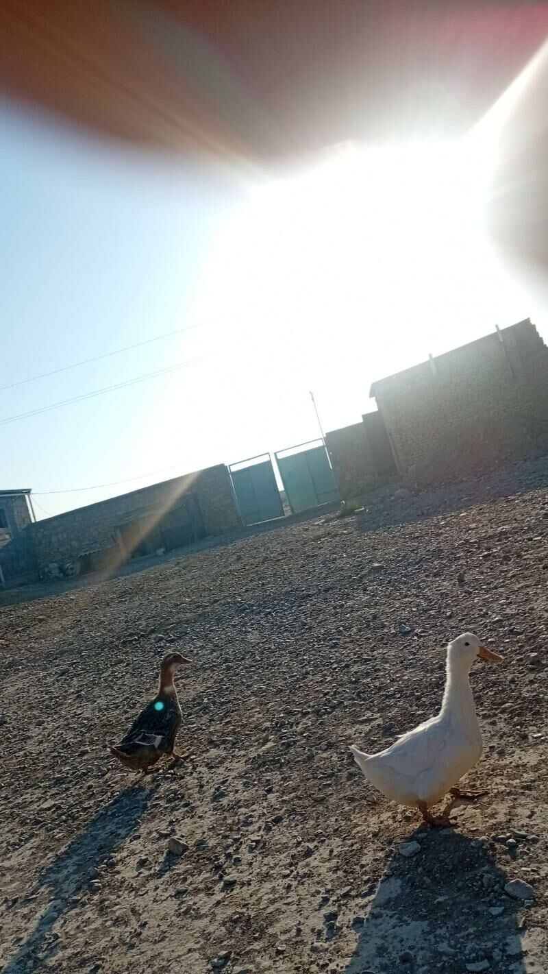 ördek - Гызыларбат - img 4