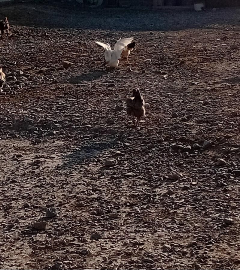 ördek - Гызыларбат - img 5