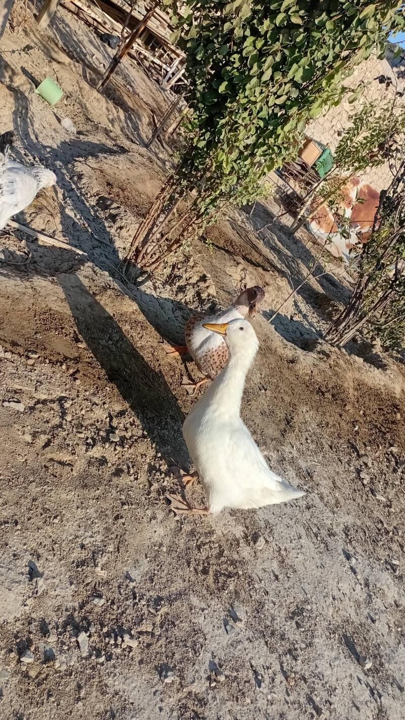 ördek - Гызыларбат - img 2