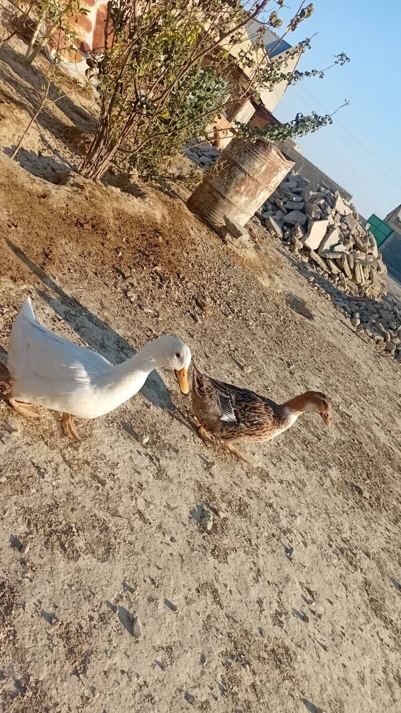 ördek - Гызыларбат - img 3