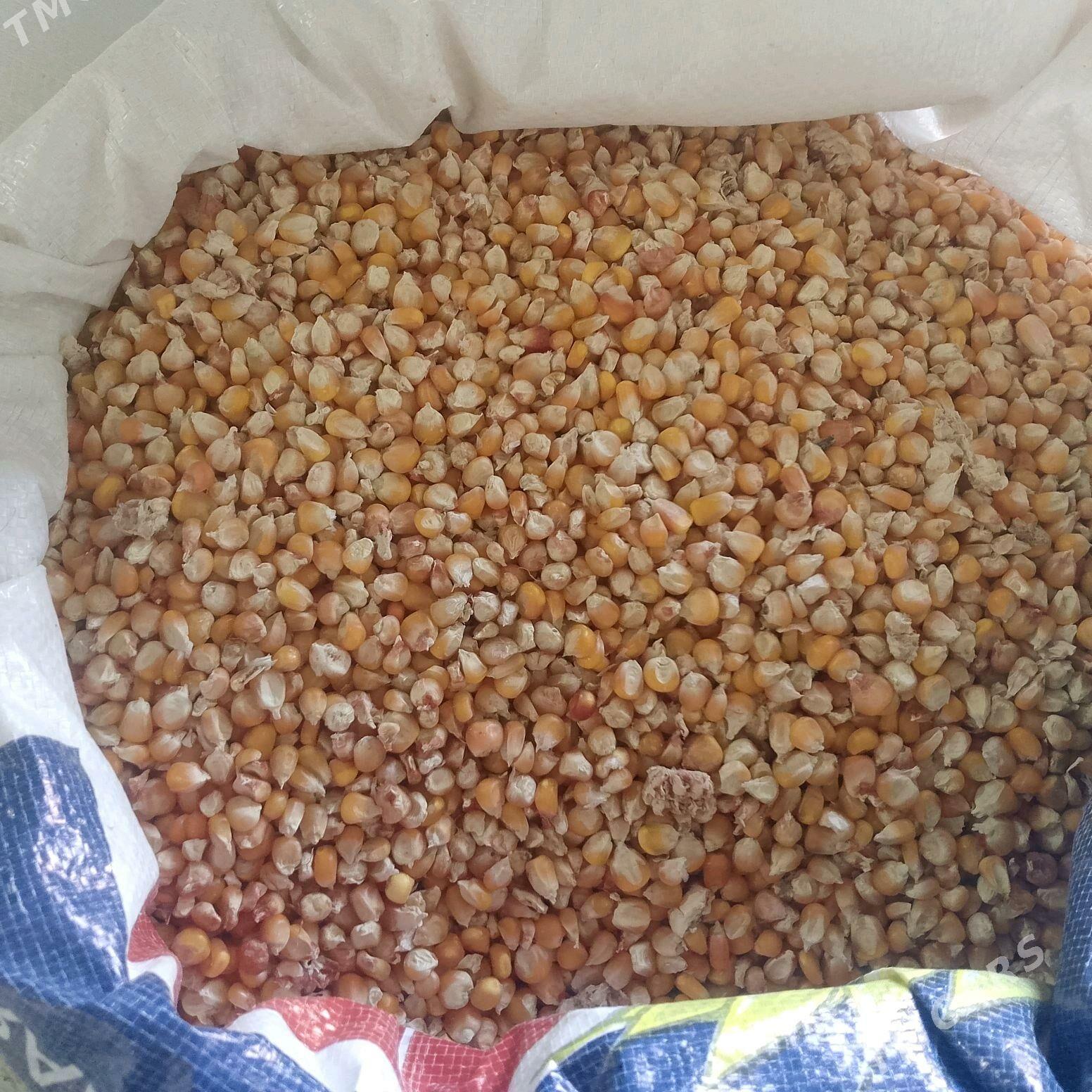 Arpa Mekge Kepek iým - Гёкдепе - img 5