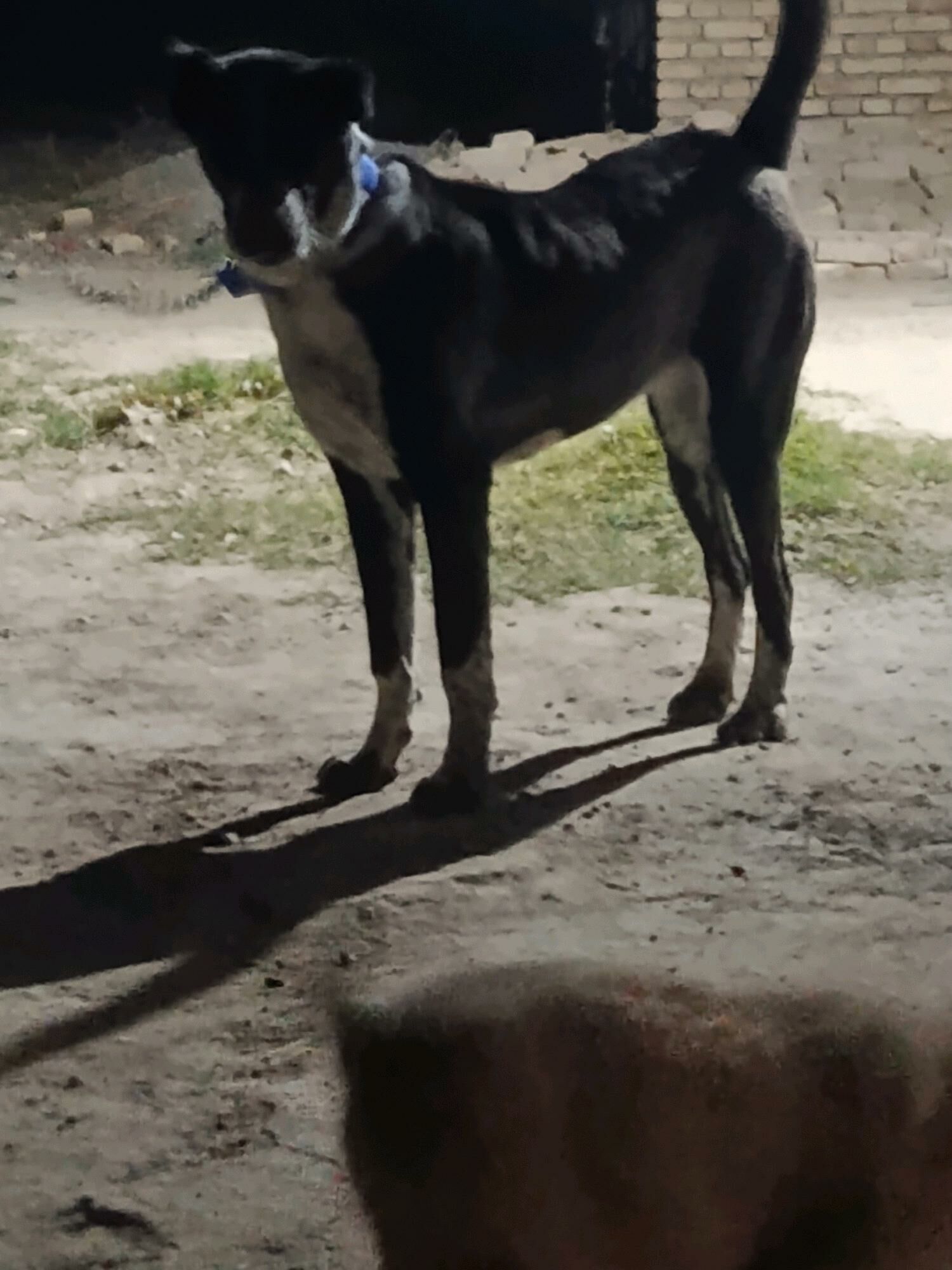 Alabay - Туркменабат - img 4