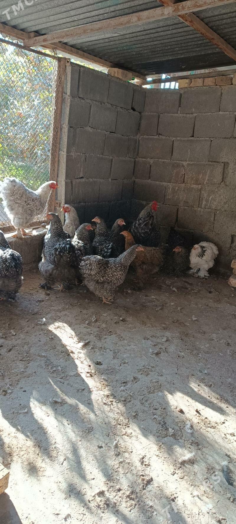 kohinki - Aşgabat - img 5