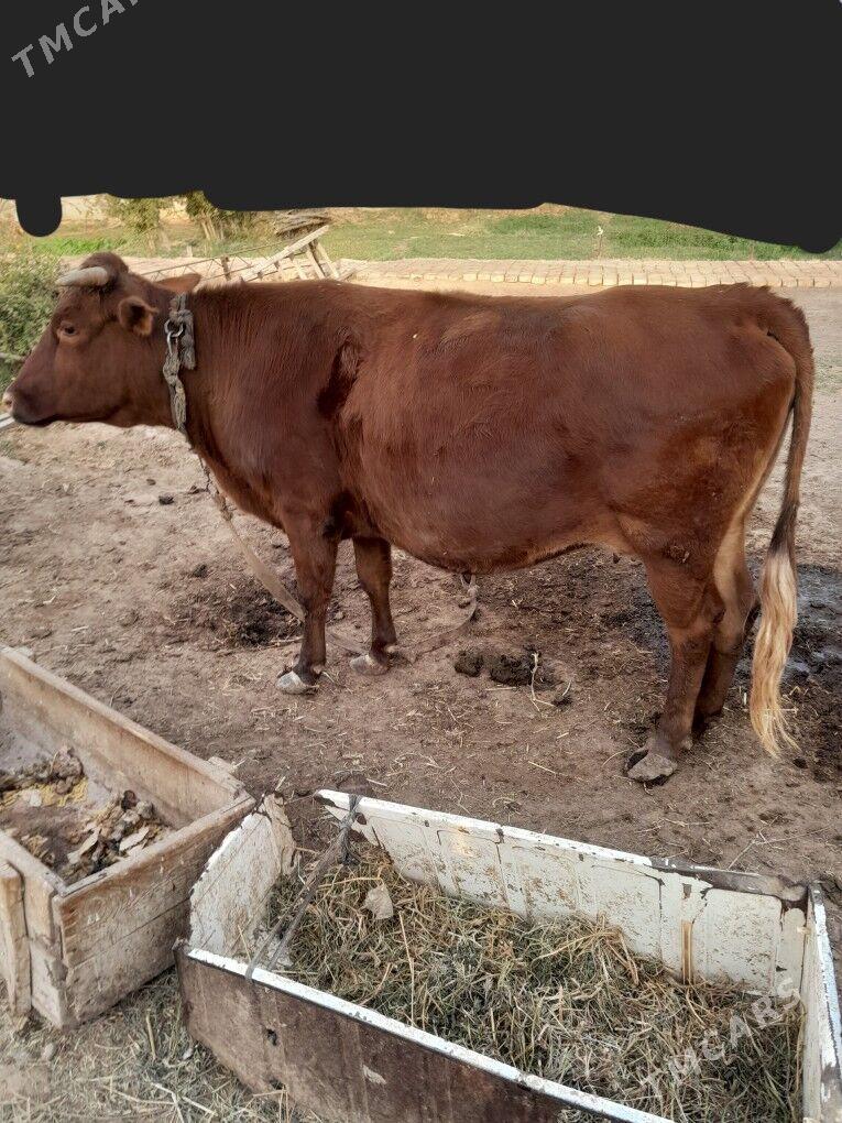 bakylan sygyr - Murgap - img 3