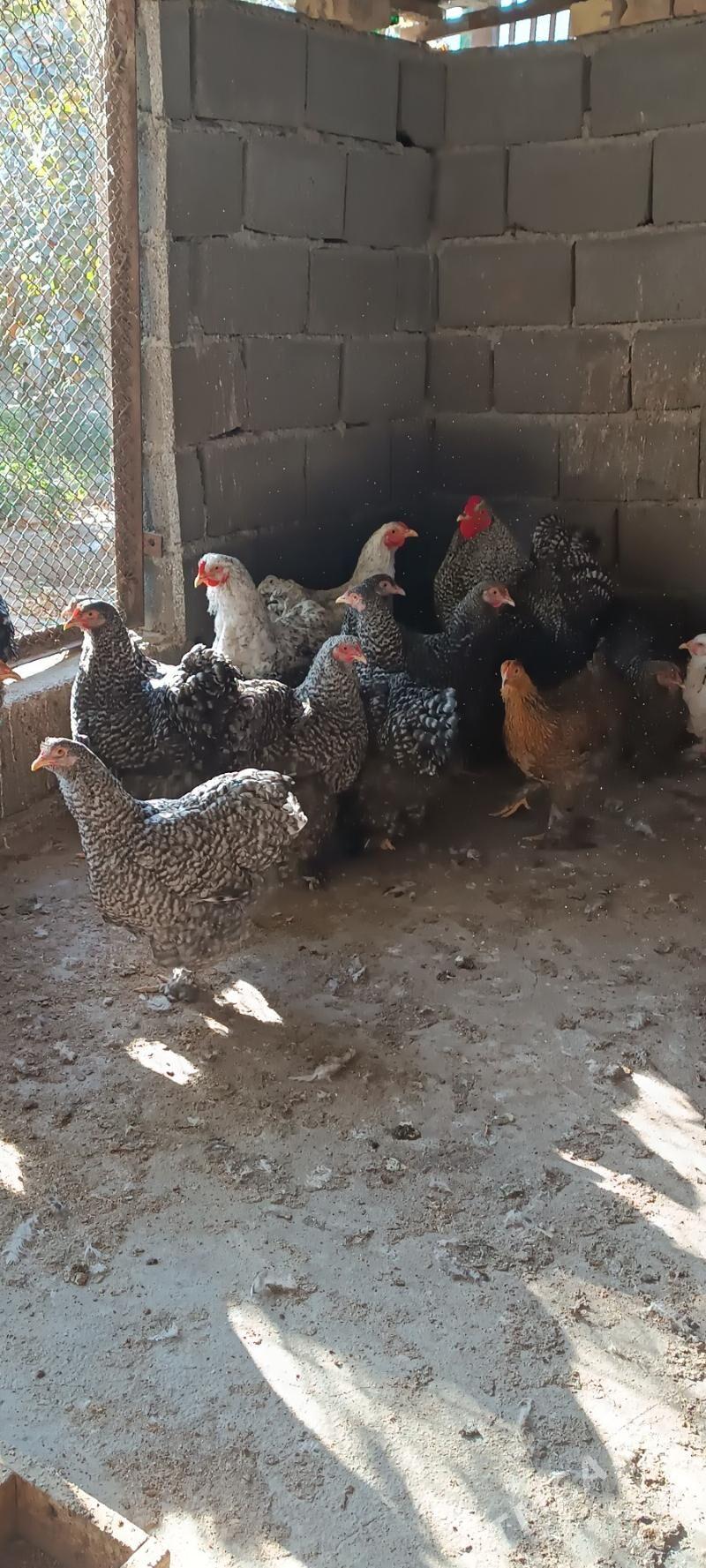 kohinki - Aşgabat - img 4