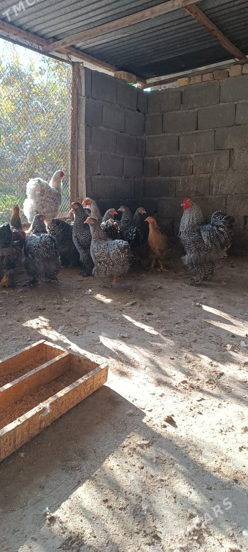 kohinki - Aşgabat - img 6