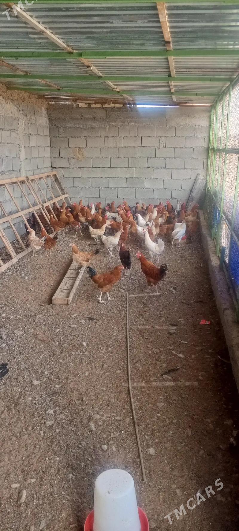 Towuklar we horzlar - Gökdepe - img 1