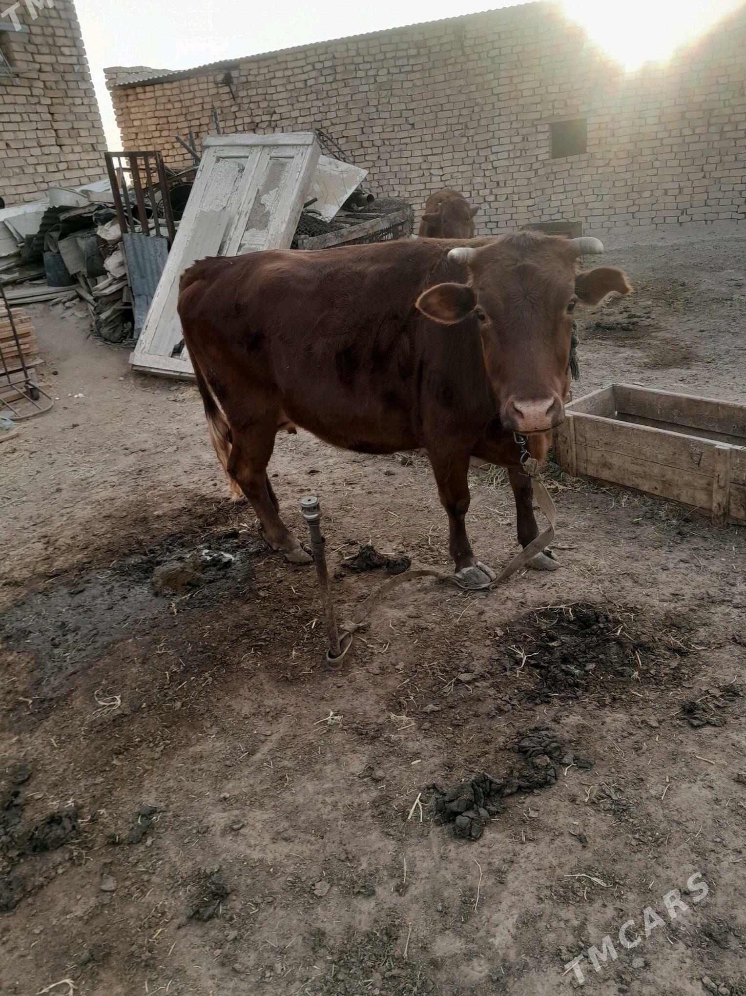 bakylan sygyr - Murgap - img 1