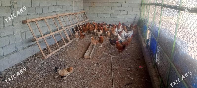 Towuklar we horzlar - Gökdepe - img 2