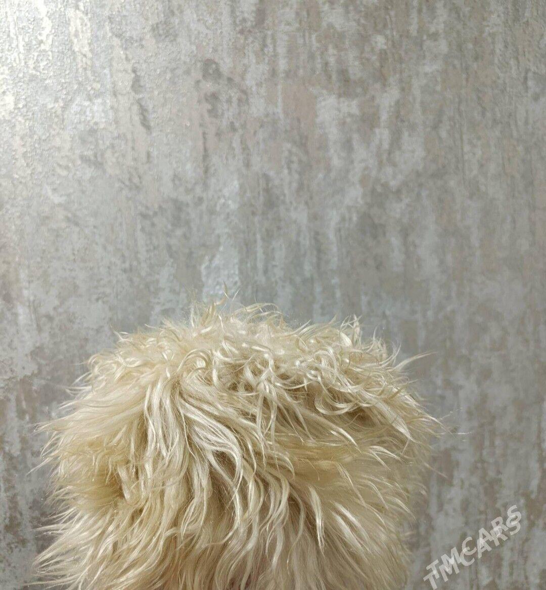 telpek - Balkanabat - img 2