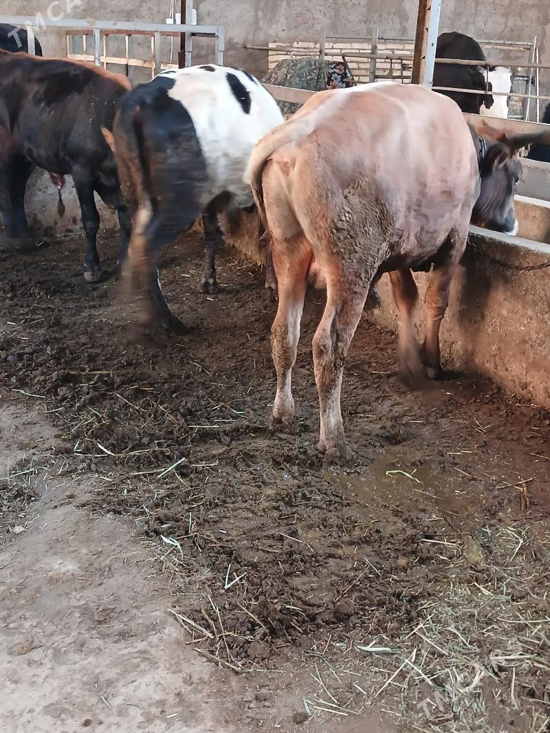 okuz - Яшлык - img 2