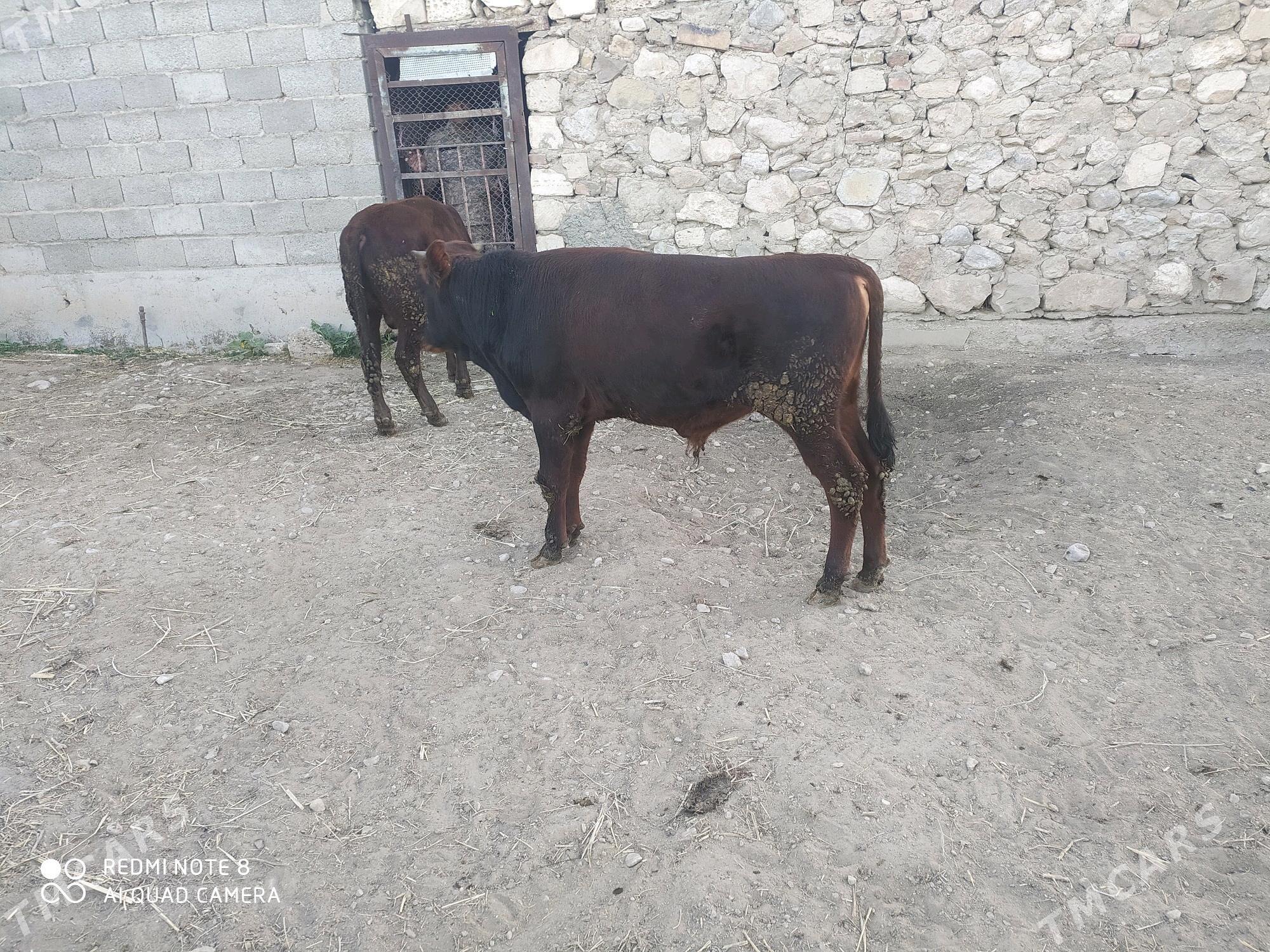 Satlyk öküzler - Балканабат - img 2