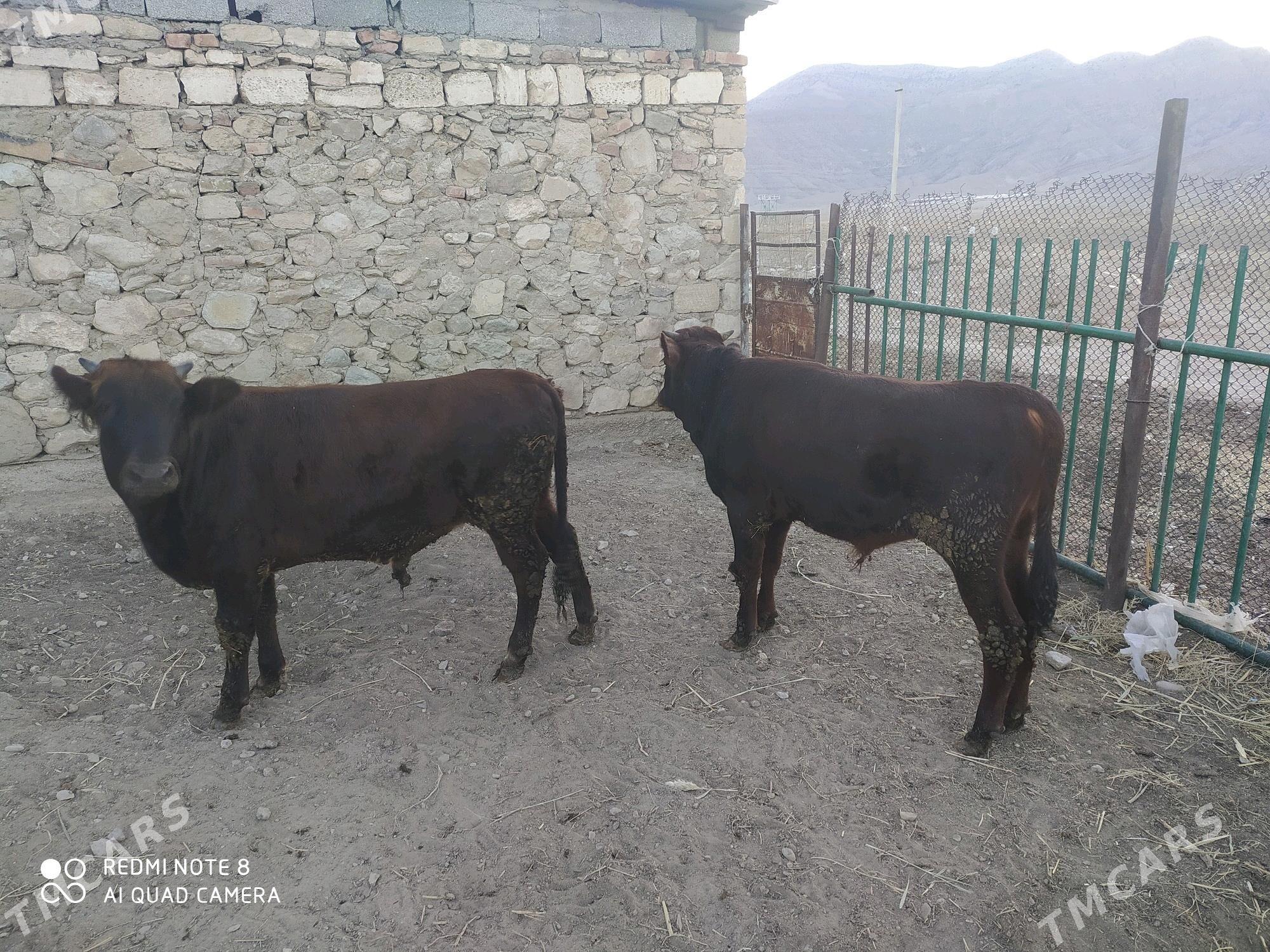 Satlyk öküzler - Балканабат - img 1