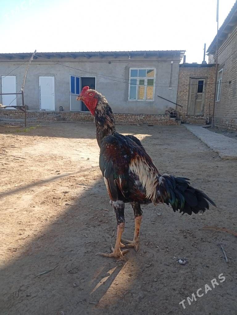 horaz baysowy - Çärjew - img 2