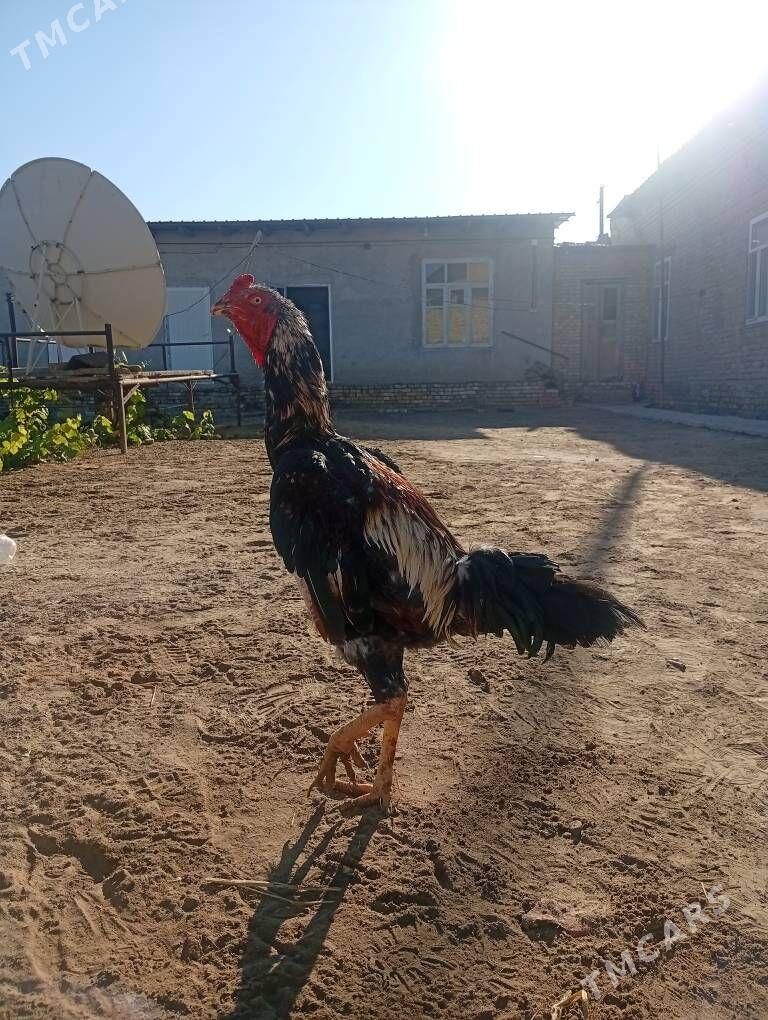 horaz baysowy - Çärjew - img 1