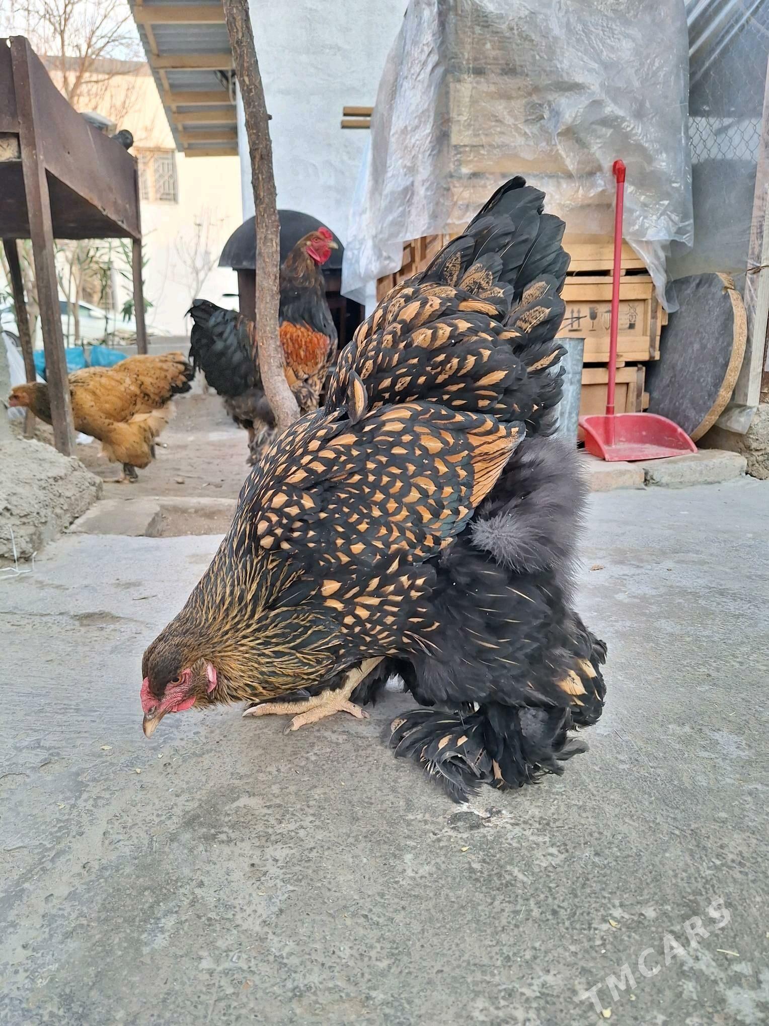 brama laset - Ашхабад - img 5