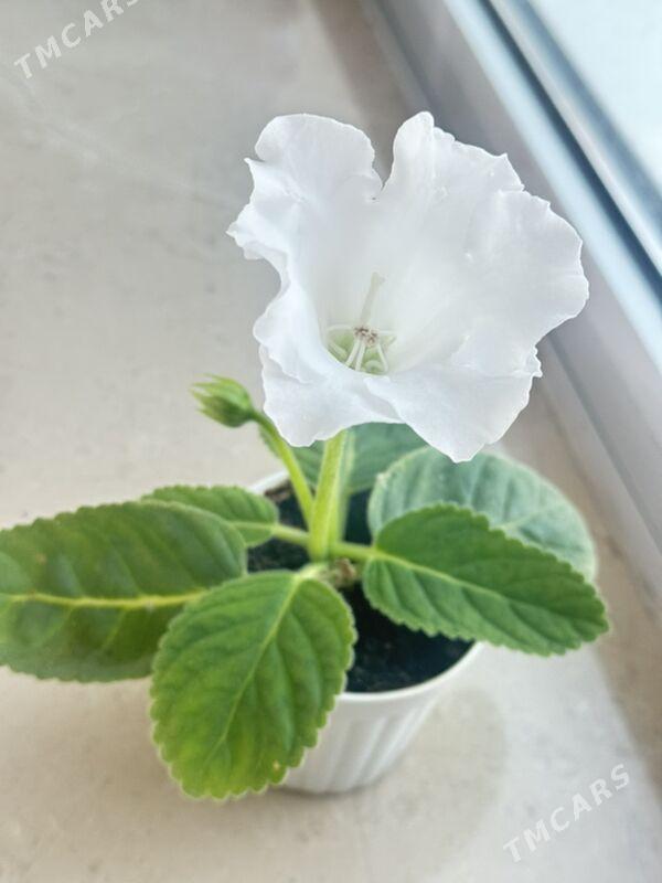 цветы - Aşgabat - img 1