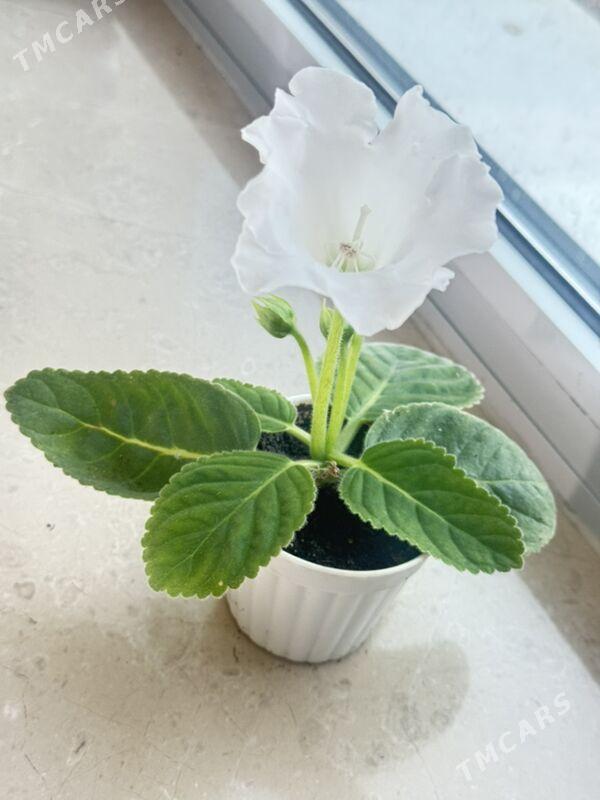 цветы - Aşgabat - img 2