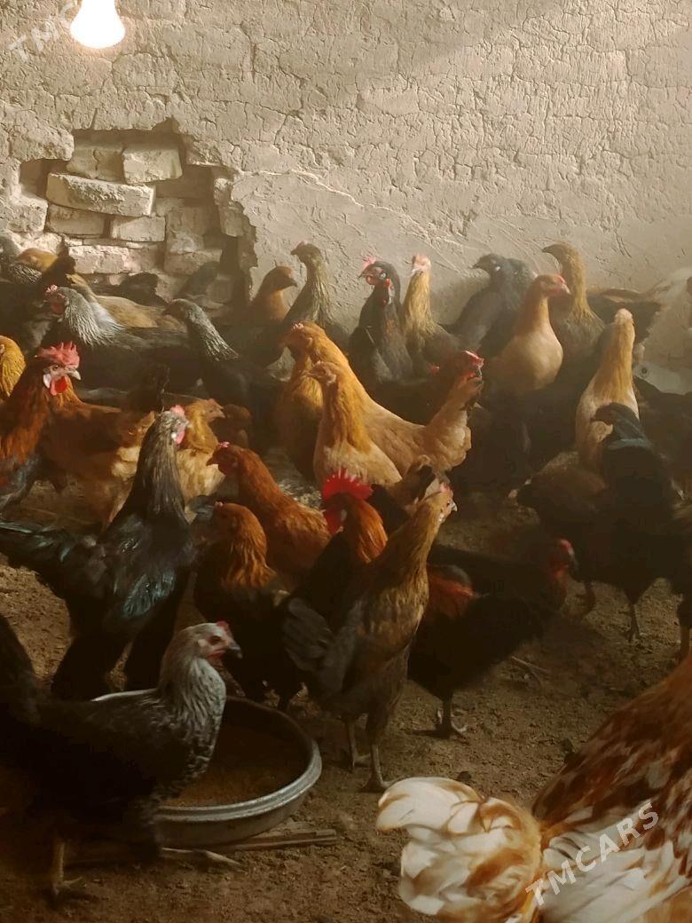 Towuk - Теджен - img 2