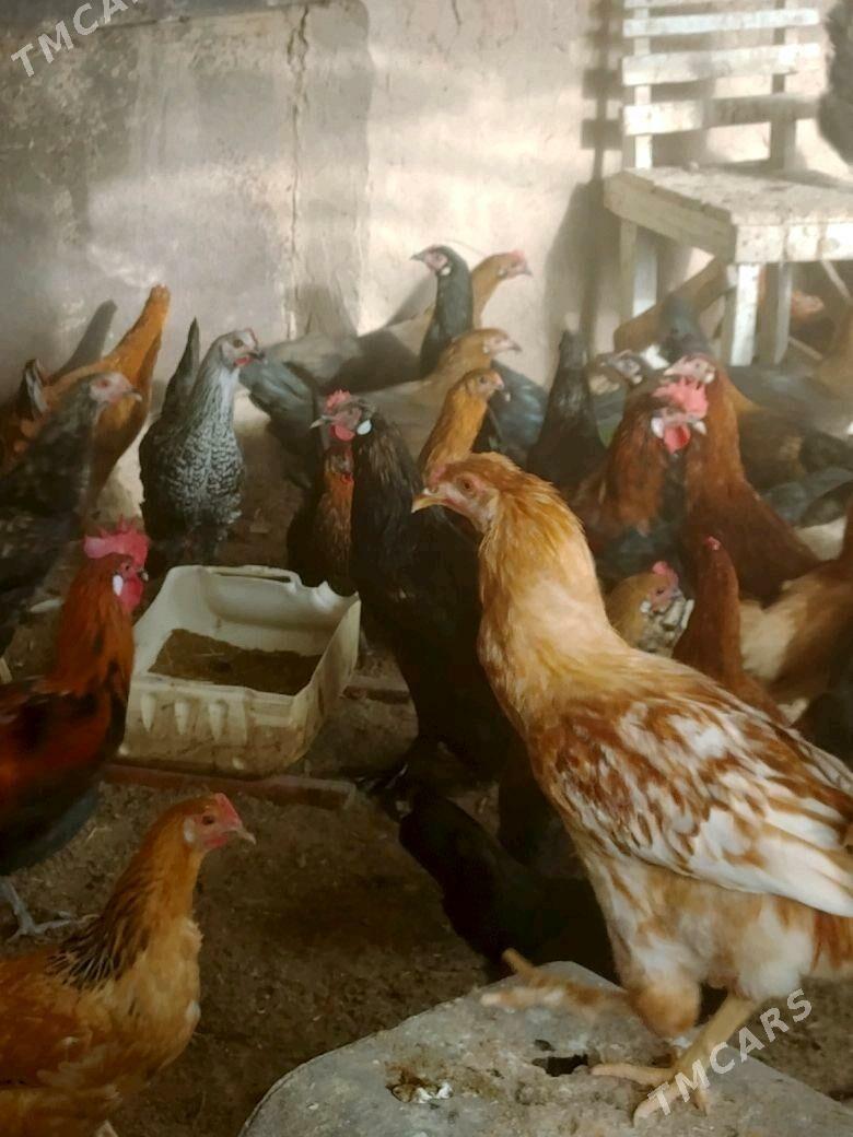 Towuk - Теджен - img 3