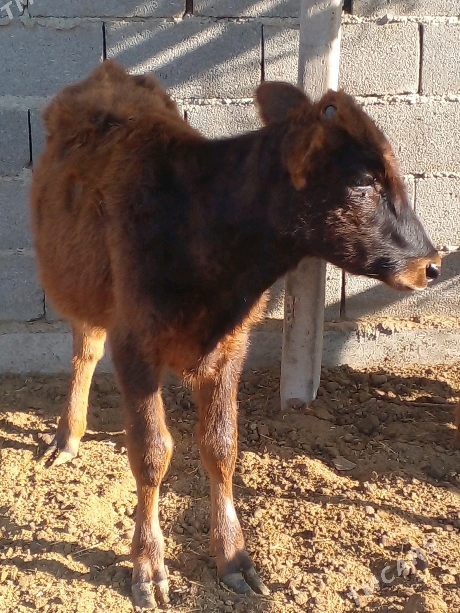 tuwe - Bäherden - img 1