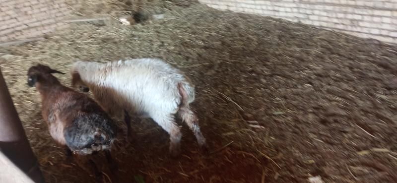 goyun bakylan - Ёлётен - img 5